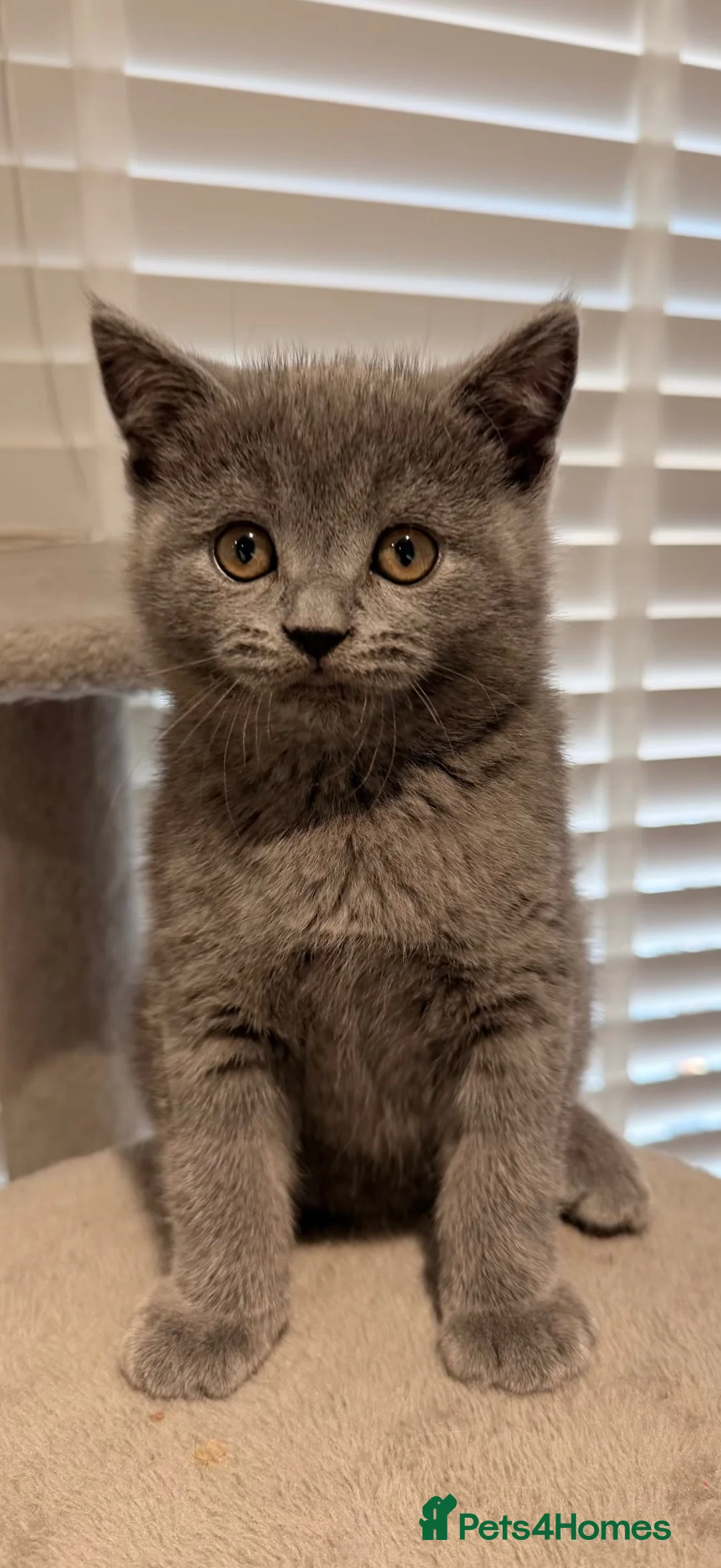 British Shorthair cats for sale: British Shorthair Kittens - Advert 1