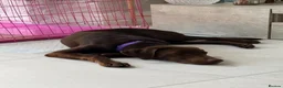 Labrador Retriever dogs for sale: Winston – 6-Month-Old Chocolate Labrador in Addlestone - Advert 13