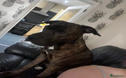 Mixed Breed dogs for sale: Male cane corso cross bullmastiff - Image 3