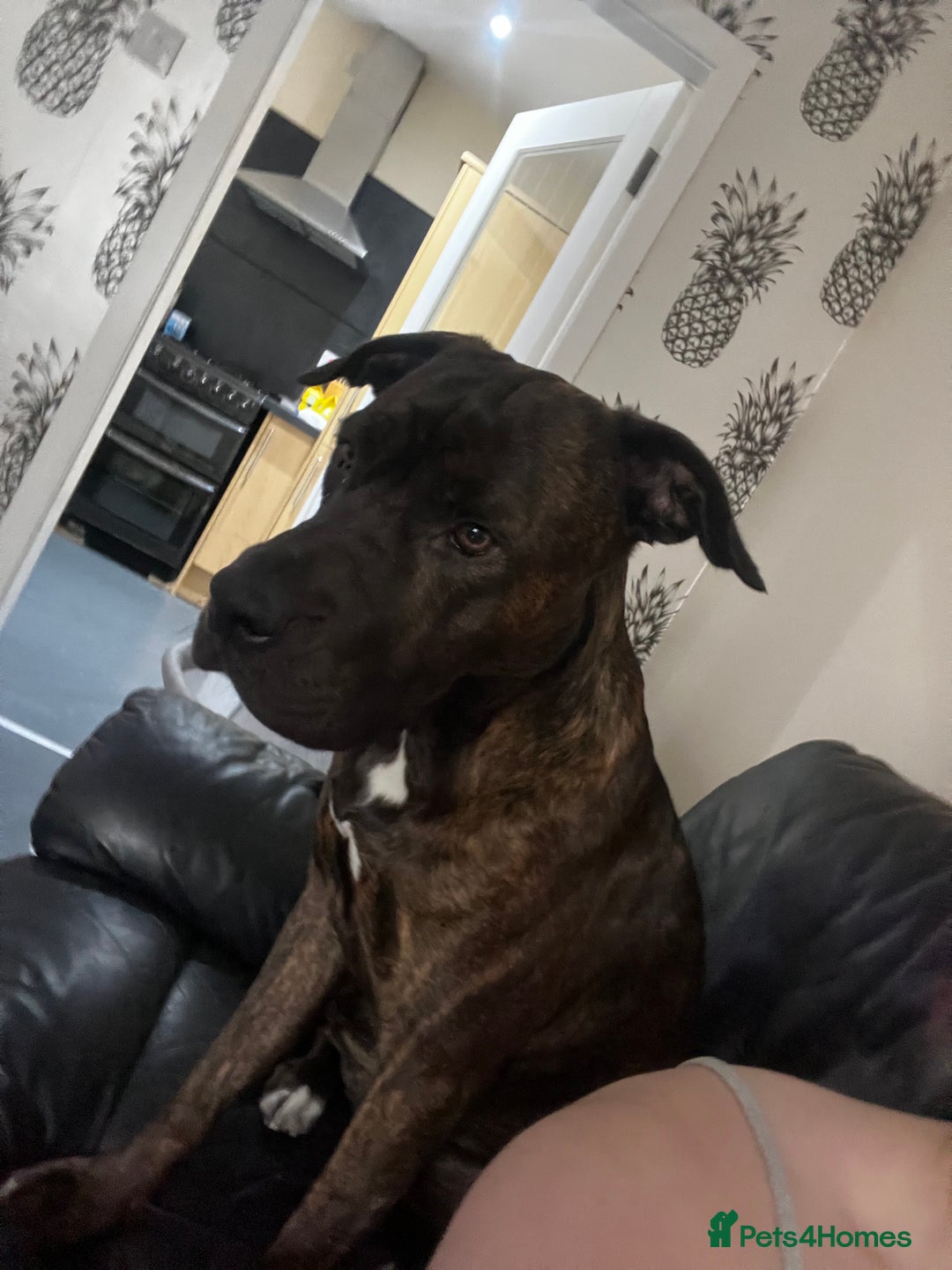 Mixed Breed dogs for sale: Male cane corso cross bullmastiff - Image 3