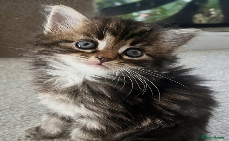 Maine Coon cats - Advert 13