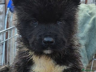 Akita dogs AMERICAN AKITA BLACK MASK BEARS - Advert 1