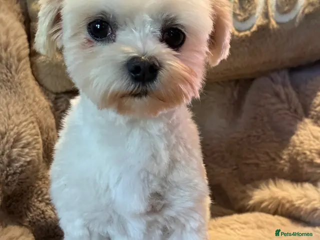 Maltese dogs Maltese Boy - Advert 1
