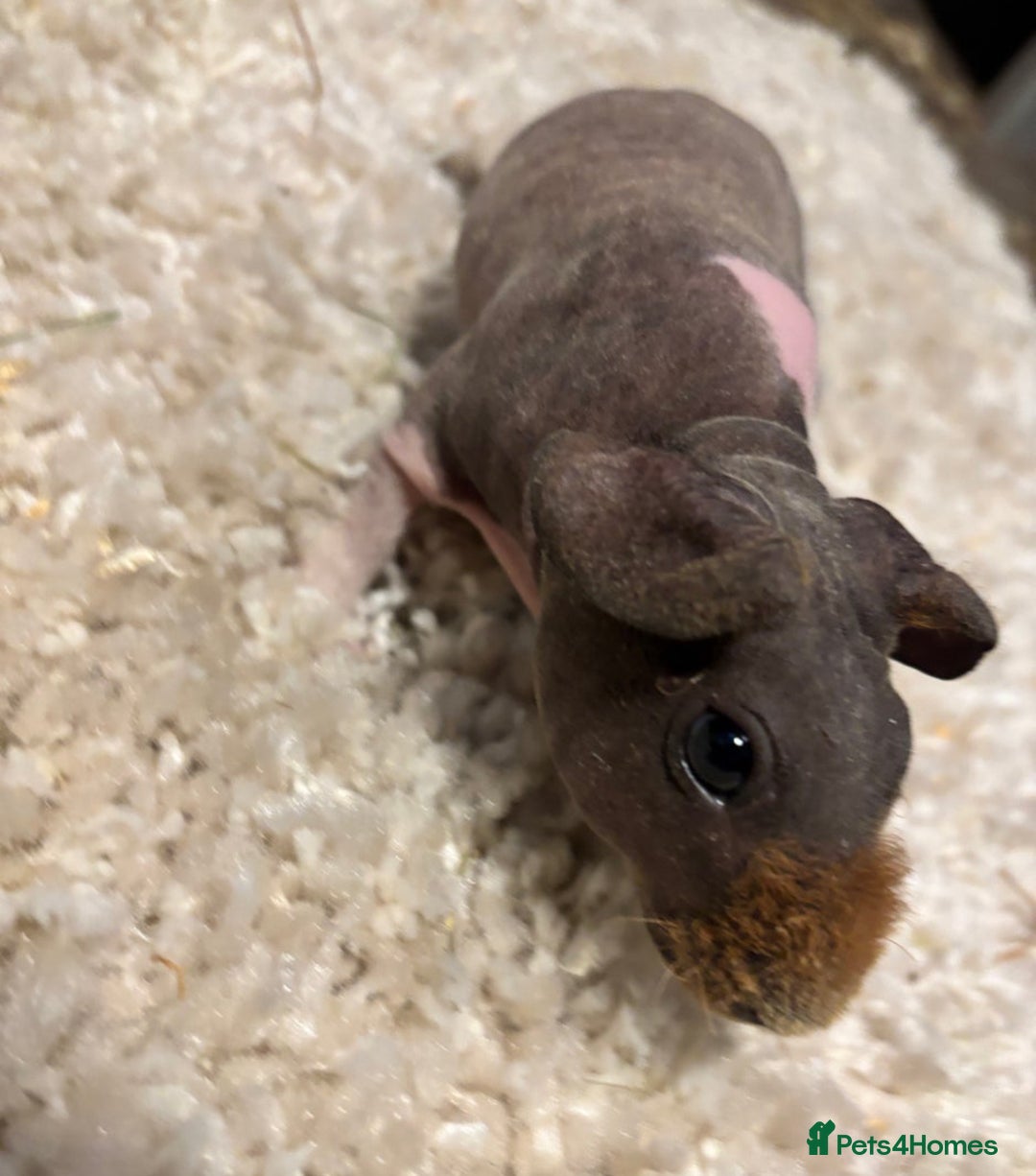 Guinea Pig rodents for sale: * RARE FULL BREED SKINNY PIG BABIES! - Advert 1