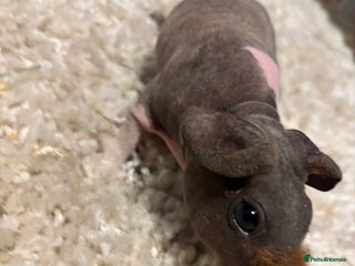 Guinea Pig rodents * RARE FULL BREED SKINNY PIG BABIES! - Advert 11