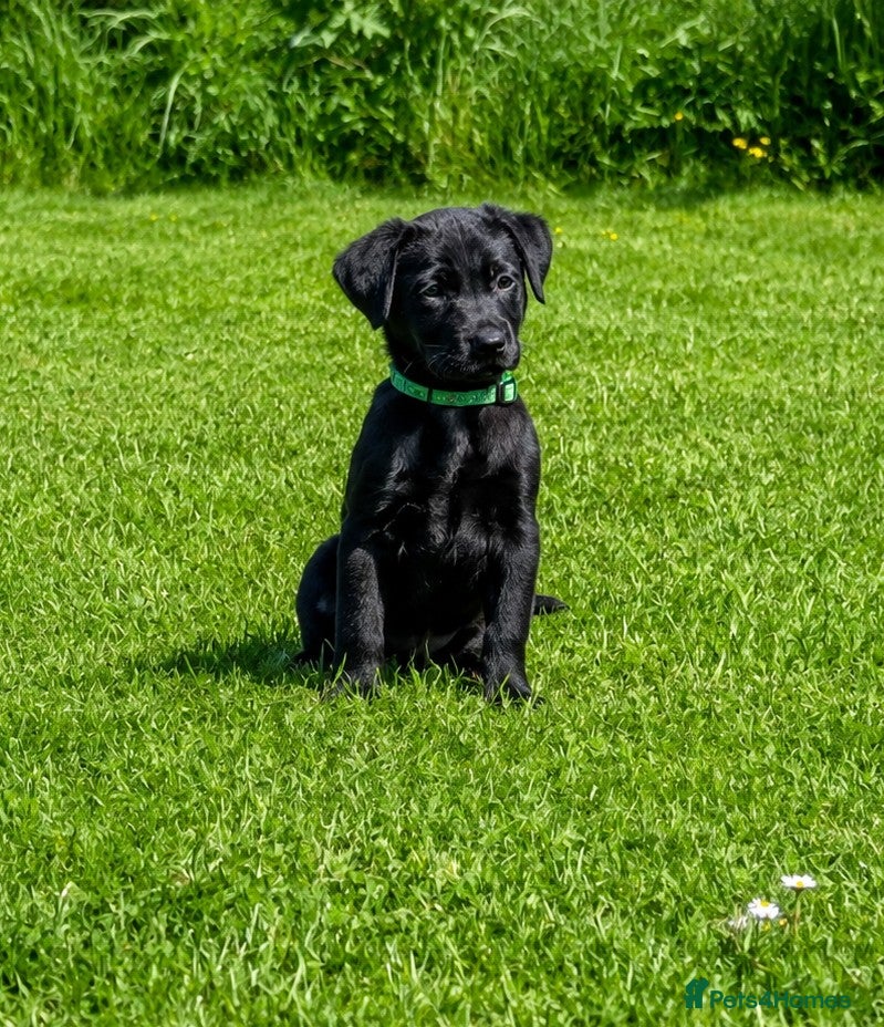 Labrador Retriever dogs Ready Now - Last RKC Puppy - Fully Vaccinated   - Advert 7