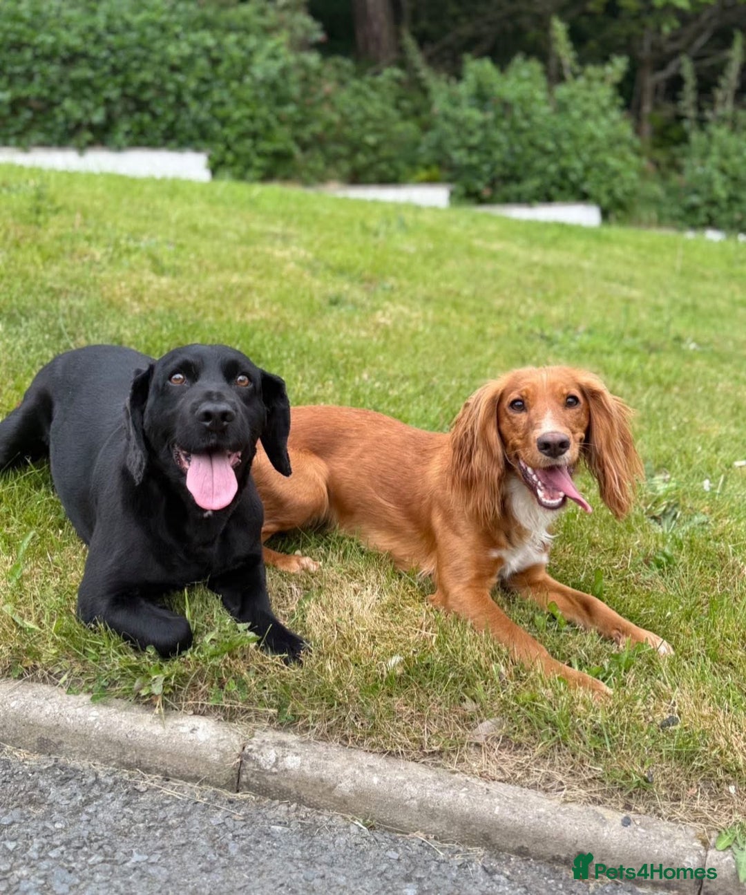 Cocker Spaniel dogs for sale: Gorgeous kc working cocker spaniel puppy - Advert 5