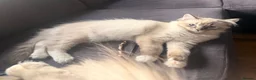 Ragdoll cats for sale: 2 ragdolls available  in London - Advert 4
