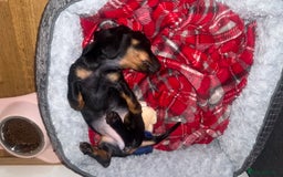 Dachshund dogs for sale: Female Dachshund  - Image 2