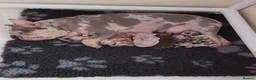 French Bulldog dogs for sale: Velvet Coats French Bulldog Pups ready to leave  - Advert 2