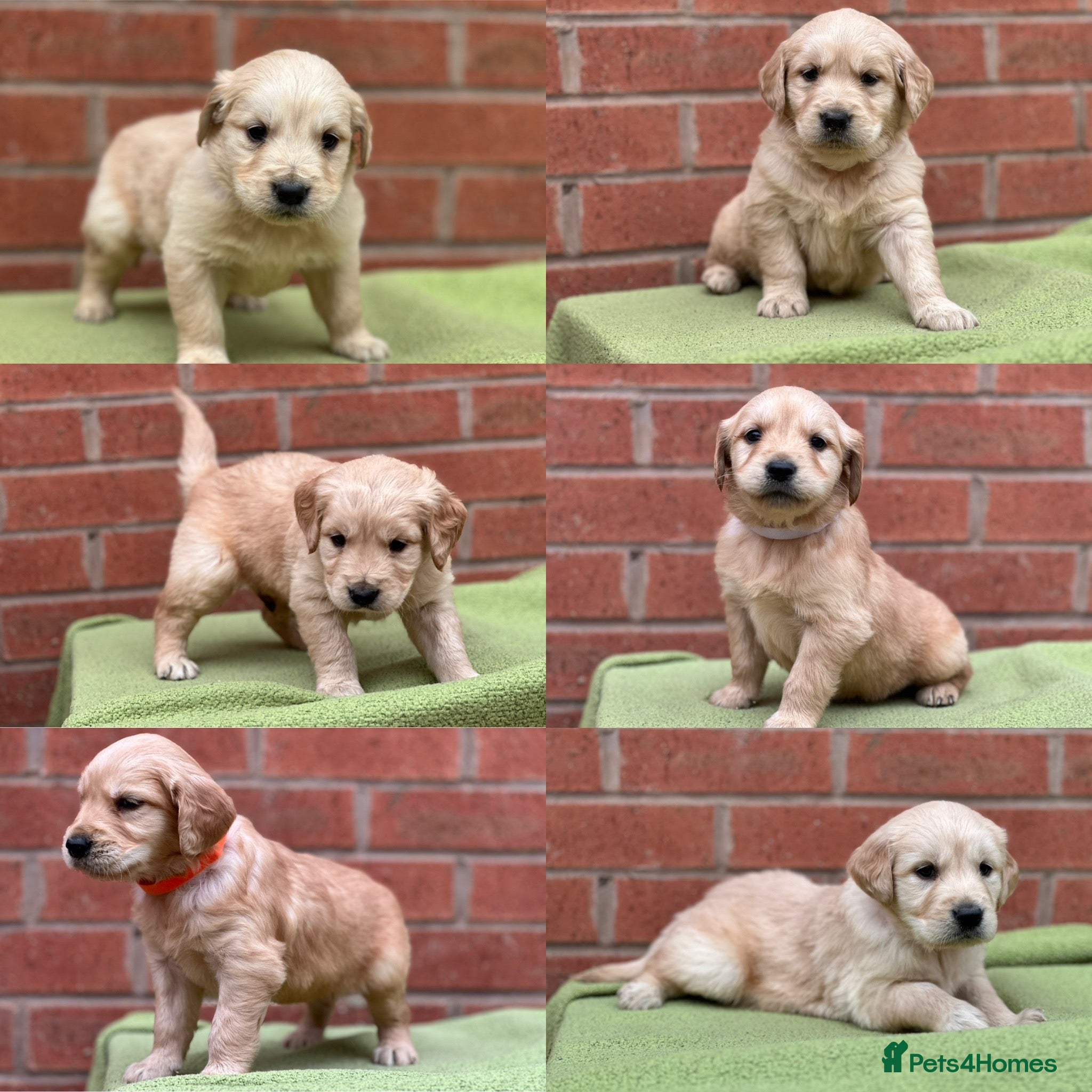 Golden Retriever dogs Beautiful Golden Retriever Puppies Golden Red  - Advert 7