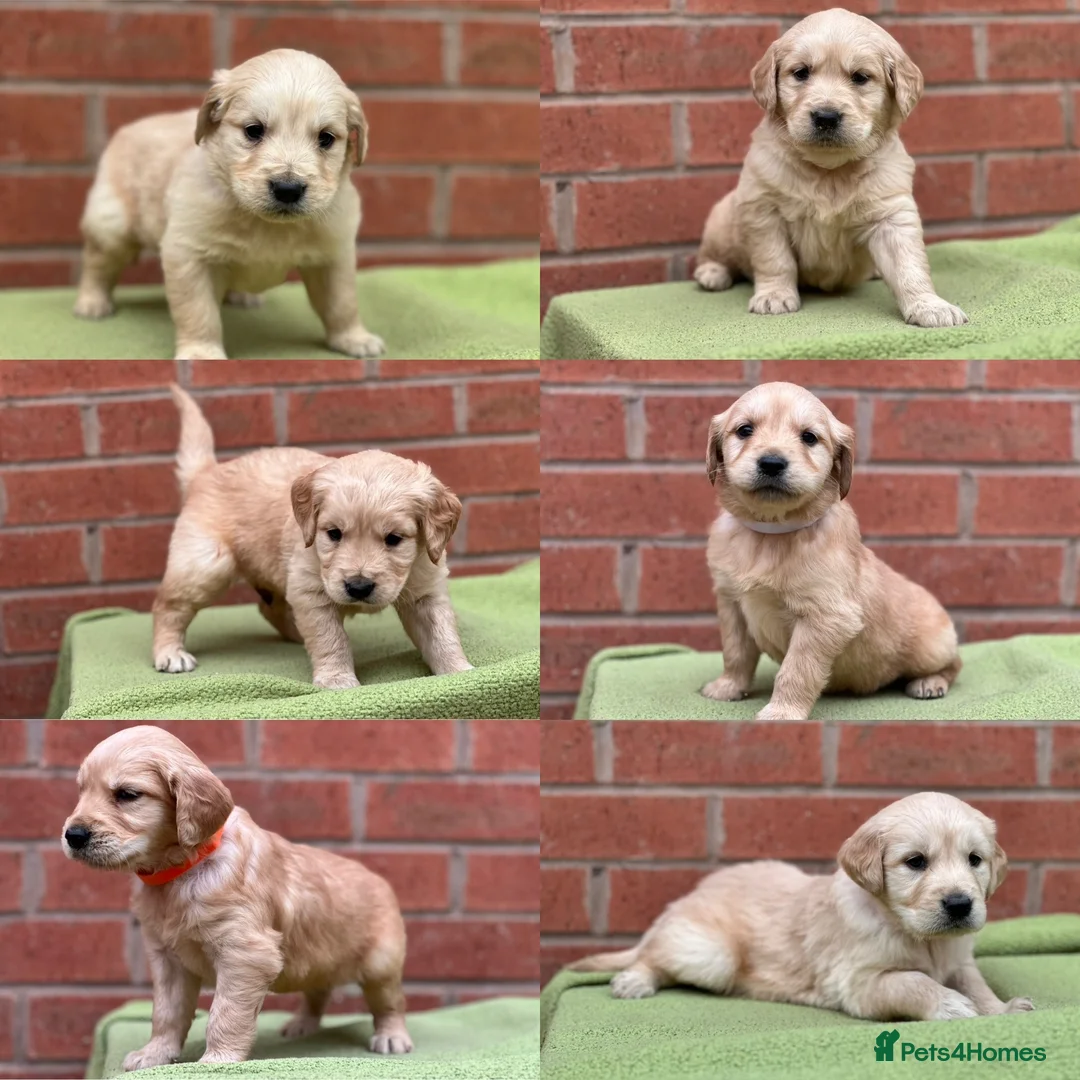 Golden Retriever dogs for sale: Beautiful Golden Retriever Puppies Golden Red  - Advert 1
