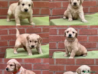 Golden Retriever dogs Beautiful Golden Retriever Puppies Golden Red - Advert 1