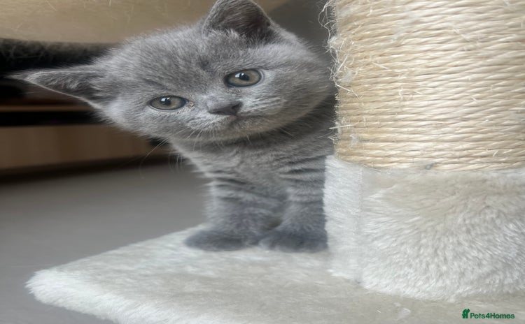 British Shorthair cats - Advert 3