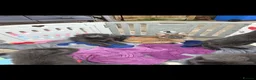 German Shepherd dogs for sale: 🐾✨ Adorable Rare German Shepherd Puppies! ✨🐾 - Advert 10
