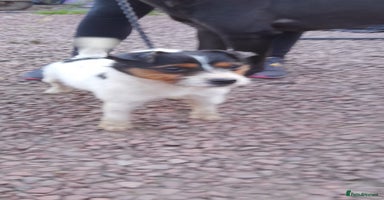 Jack Russell dogs - Advert 11