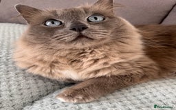 Ragdoll cats for sale: Loving Ragdoll Cats Looking for a New Home £500 in Bolton - Image 5