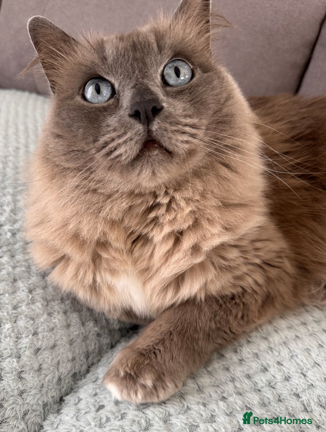Ragdoll cats for sale: Loving Ragdoll Cats Looking for a New Home £500 in Bolton - Image 5