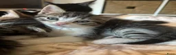 Mixed Breed cats for sale: Three Gorgeous 7 Week old KITTENS! Ghost Tabby! - Advert 12