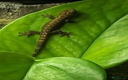Gecko reptiles for sale: Mourning Gecko's (Lepidodactylus lugubris) - Image 2