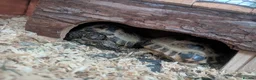 Tortoise reptiles for sale: X2 horsefield tortoises in Birmingham - Advert 1