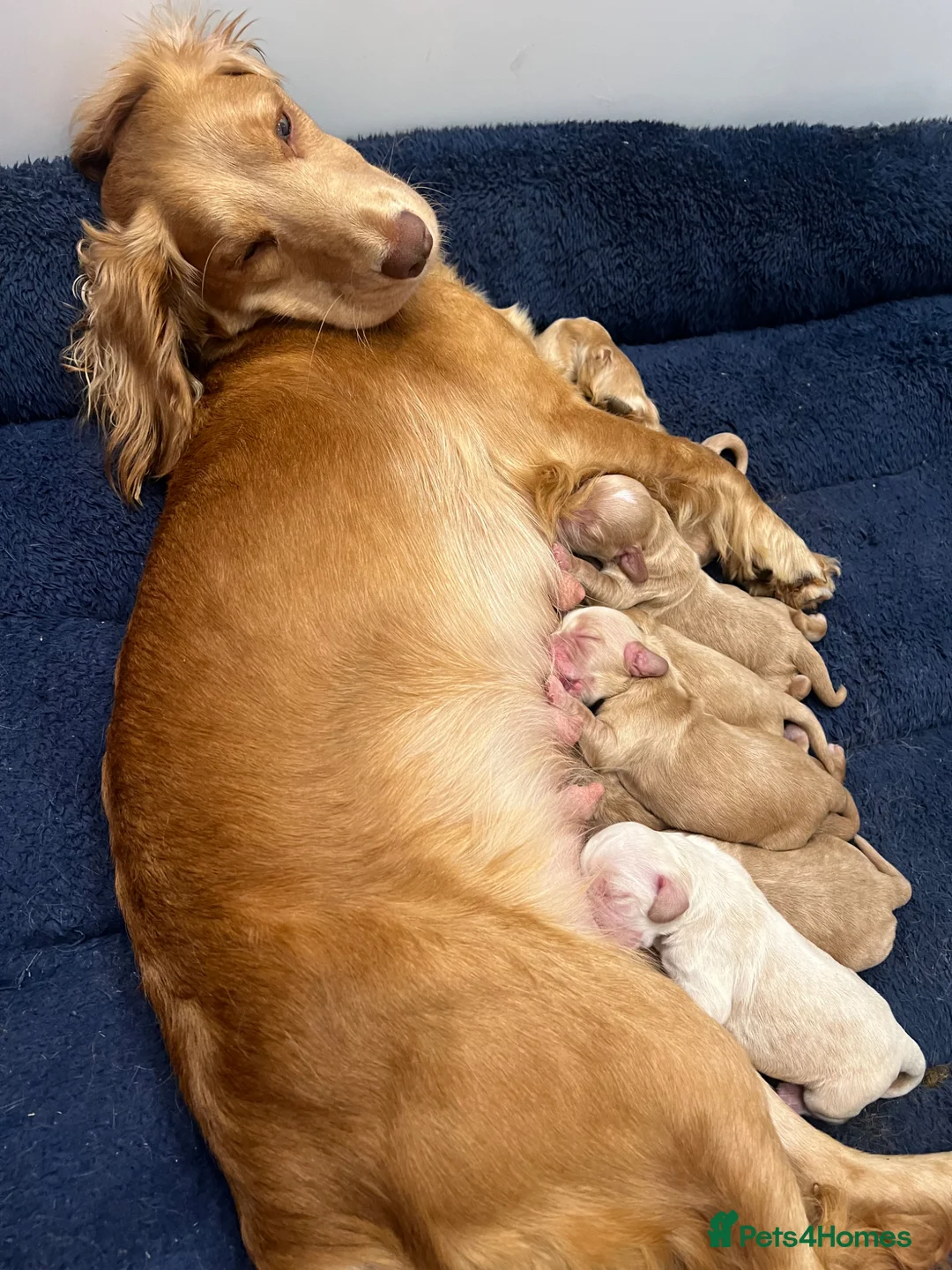 Cocker Spaniel dogs for sale: Purebred cocker spaniel puppies available  - Advert 23