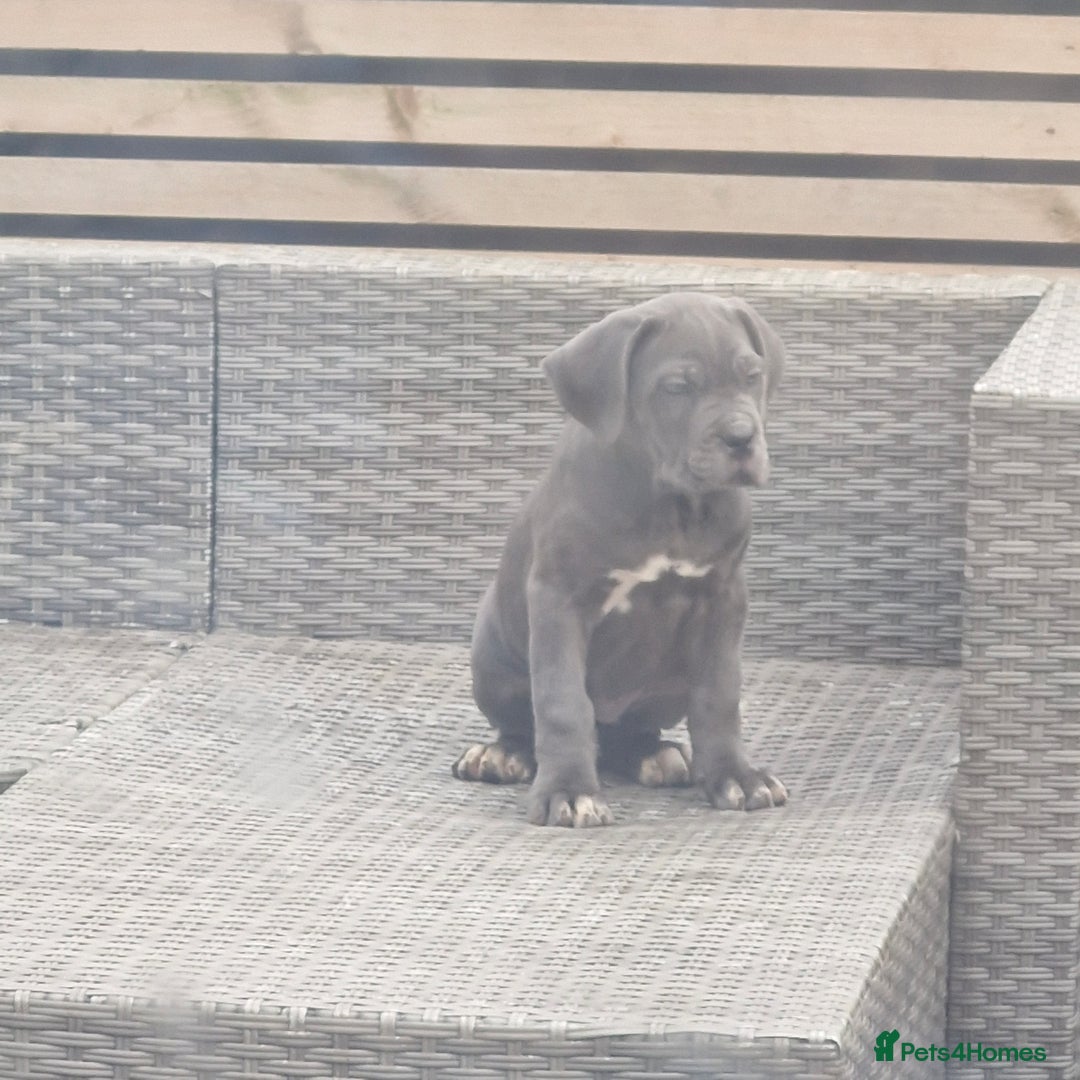 Cane Corso dogs for sale: EXCEPTIONAL PEDIGREE CANE CORSO PUPPIES - Advert 34