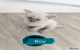 Siamese cats for sale: 🐾 Beautiful Half Siamese Kittens Ready Soon 🐾 - Image 3