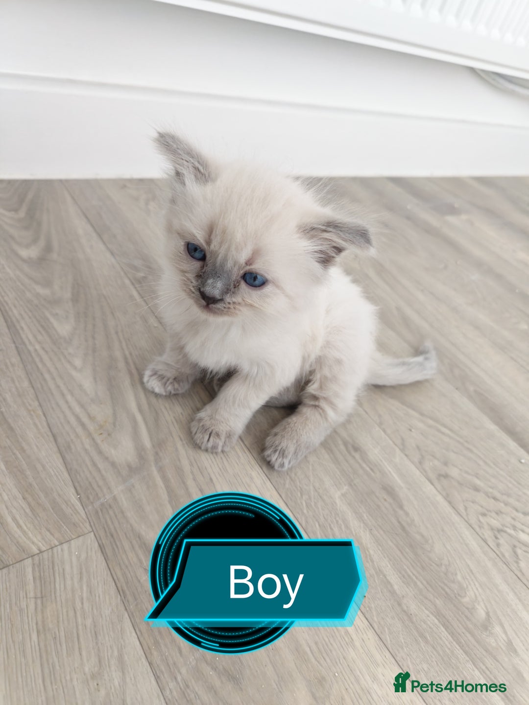 Siamese cats for sale: 🐾 Beautiful Half Siamese Kittens Ready Soon 🐾 - Image 3