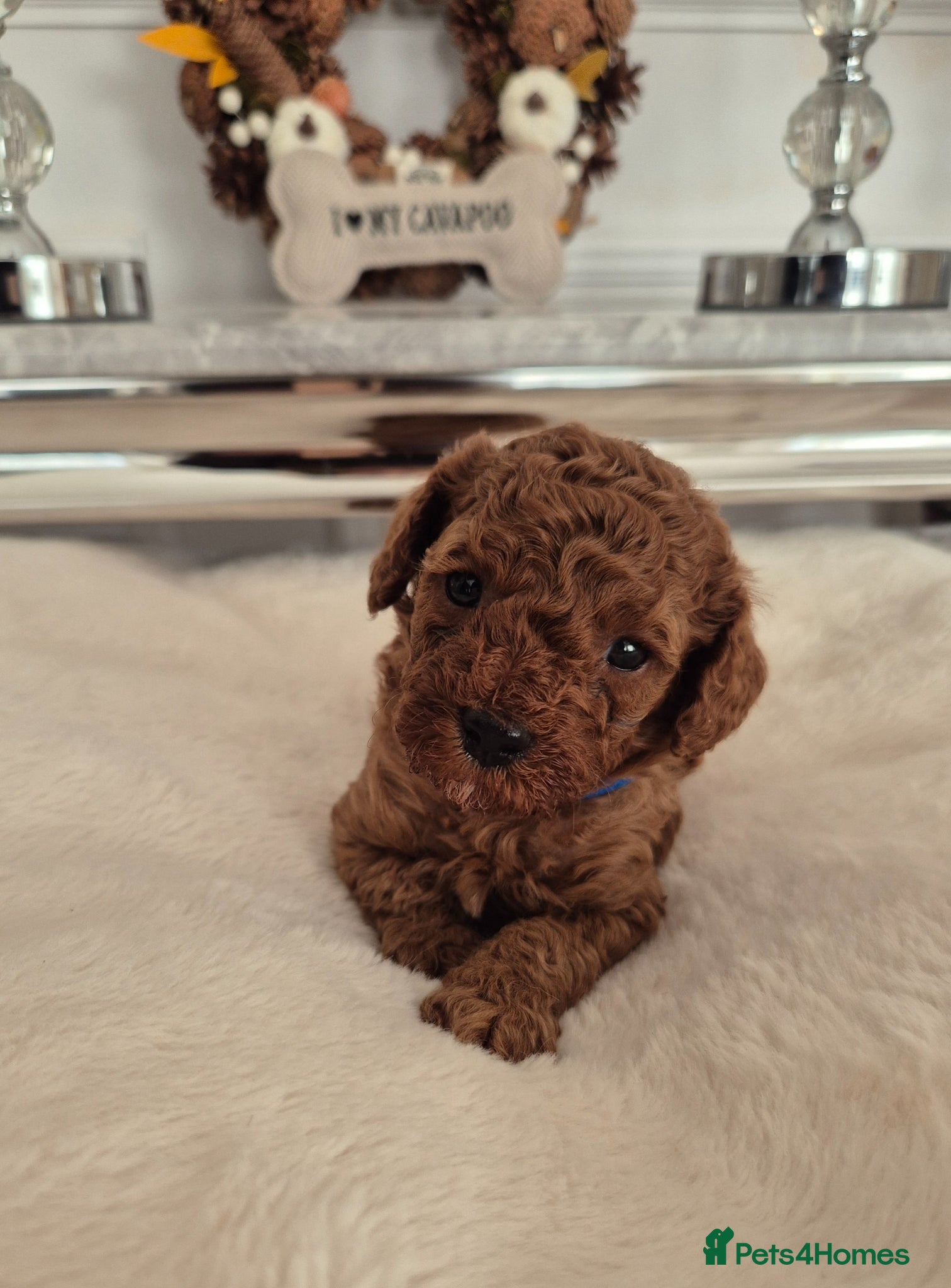 Cavapoo dogs F1B HEALTH TESTED CAVAPOO PUPPIES  - Advert 2
