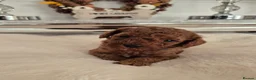 Cavapoo dogs for sale: F1B HEALTH TESTED CAVAPOO PUPPIES  - Advert 5