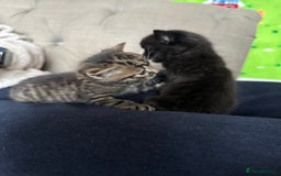 Domestic Shorthair cats for sale: 6 beautiful kittens available  - Image 12