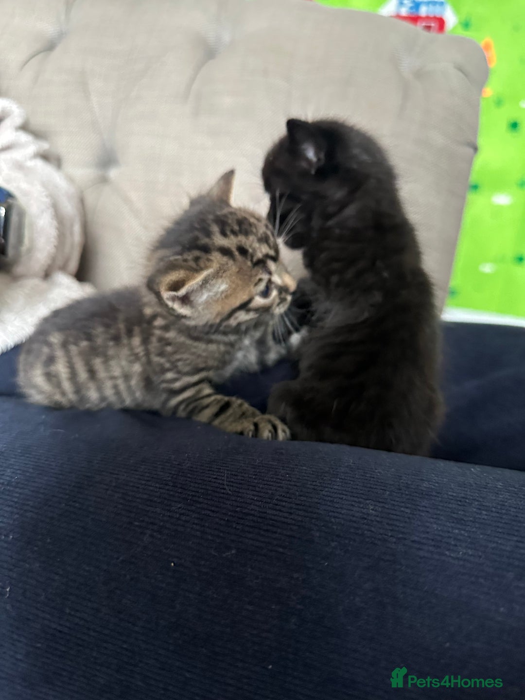 Domestic Shorthair cats for sale: 6 beautiful kittens available  - Image 12