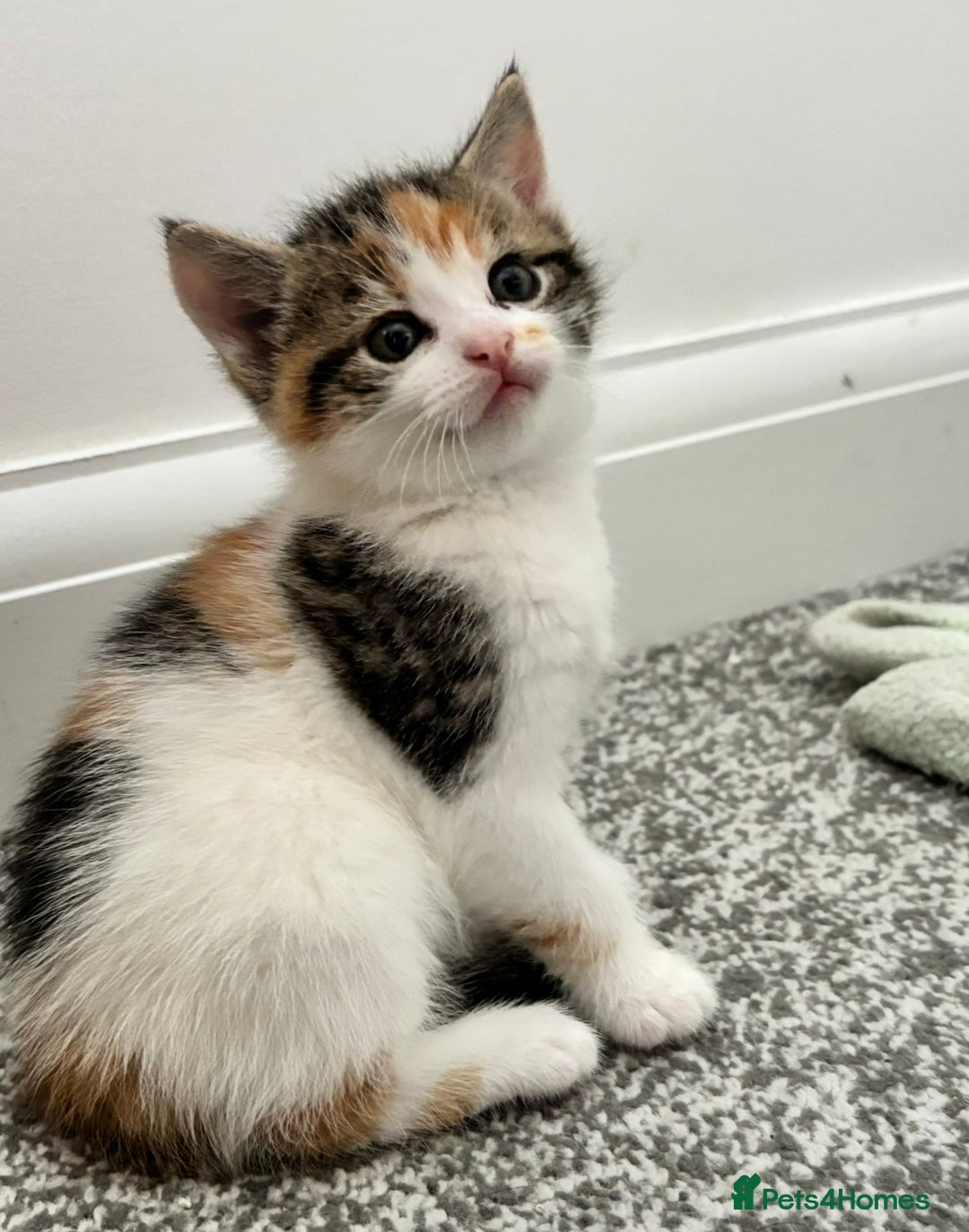 Domestic Shorthair cats for sale: Sweet, Playful Kittens Ready for Loving Homes 🐱 - Image 25