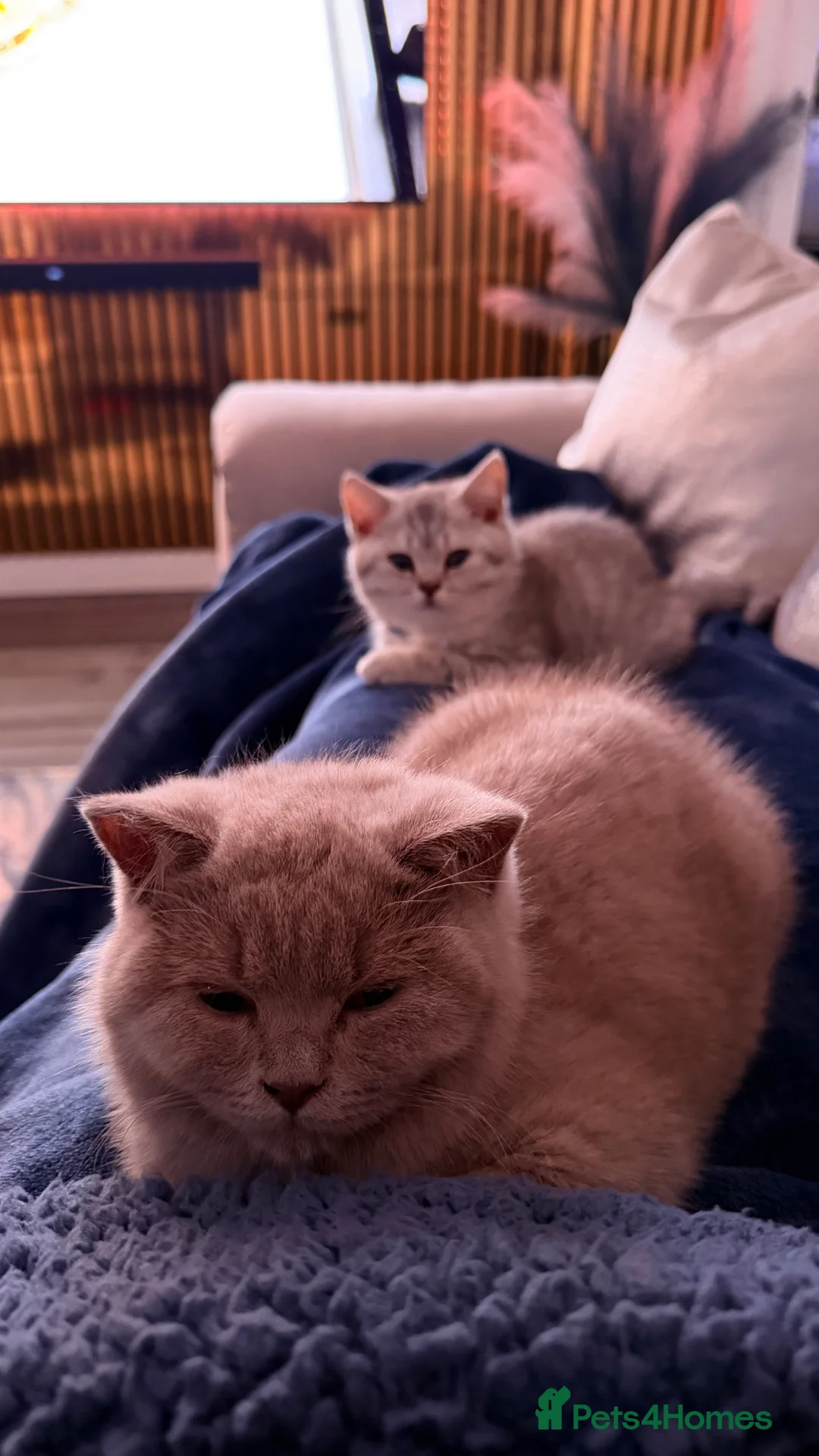 British Shorthair cats for sale: Male and Female British Shorthair Kittens in Larkhall - Advert 6