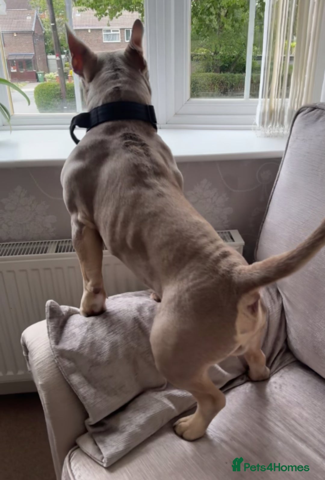American Bully dogs for stud: 🖤BUGZY AMERICAN BULLY STUD🖤 - Image 6