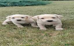 Labrador Retriever dogs for sale: Labrador Retriever Puppies - Image 5