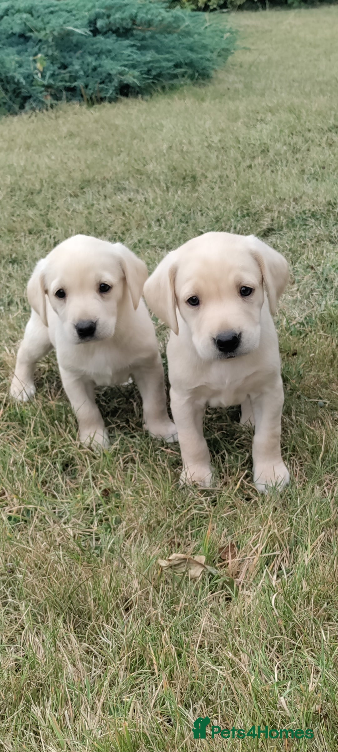Labrador Retriever dogs for sale: Labrador Retriever Puppies - Image 5