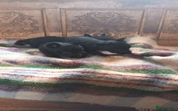 Scottish Terrier dogs for sale: Kc registered scottish terrier pups  - Image 11
