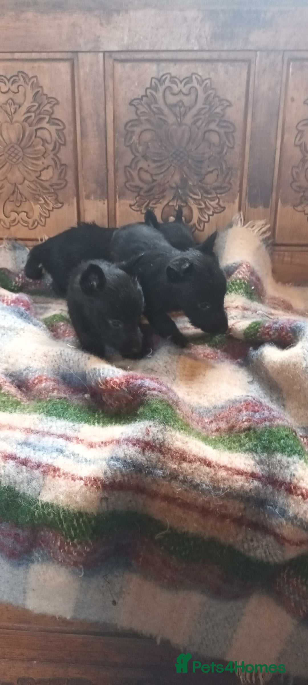 Scottish Terrier dogs for sale: Kc registered scottish terrier pups  - Image 11