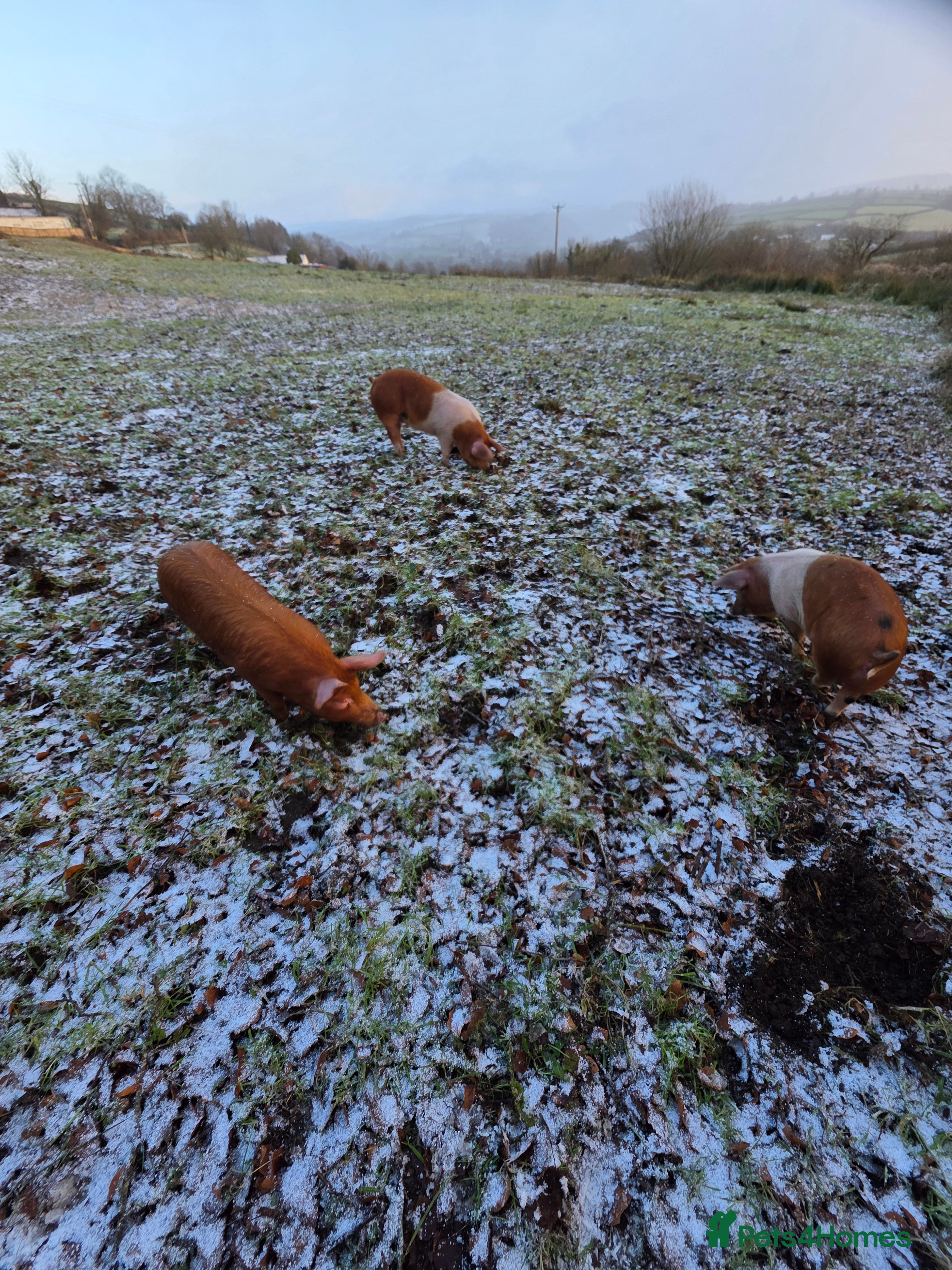 Pig livestock Tamworth x saddle back  - Advert 1