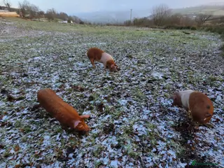 Pig livestock Tamworth x saddle back - Advert 1