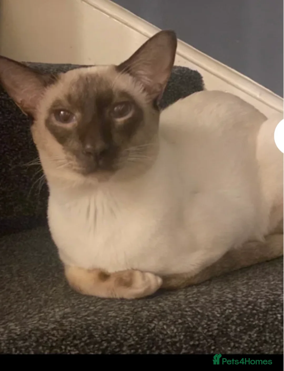 Siamese cats for sale: Siamese kittens - Advert 9