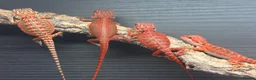 Bearded Dragon reptiles for sale: Red Monster baby bearded dragons ready to go!  - Advert 1