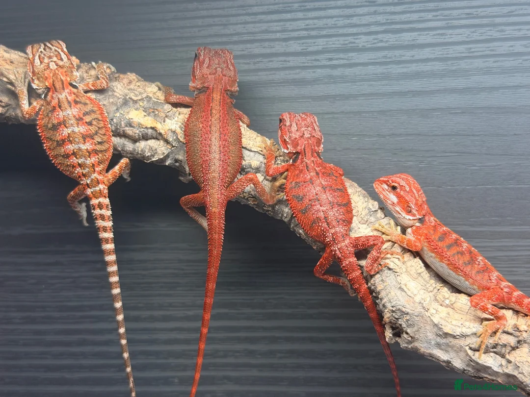 Bearded Dragon reptiles for sale: Red Monster baby bearded dragons ready to go!  - Advert 1