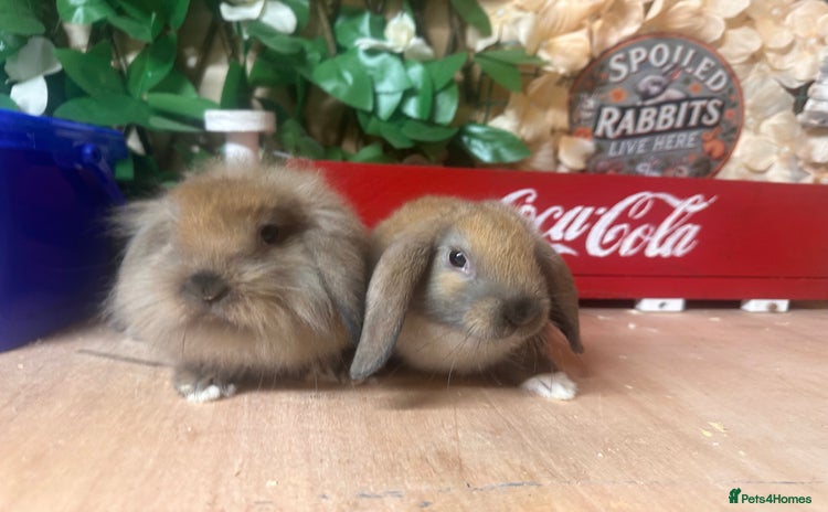 Mini Lion Lop rabbits - Advert 2