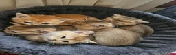 British Shorthair cats for sale: British golden kitten - Advert 7