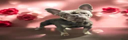 French Bulldog dogs for stud: Isabella Tan Frenchie for Stud in Nottingham - Advert 2