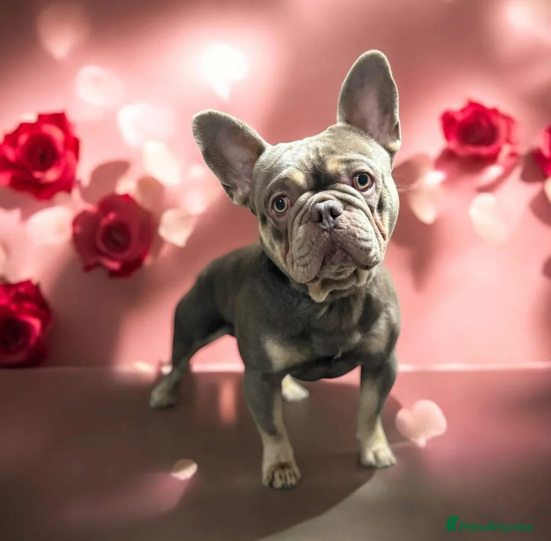 French Bulldog dogs for stud: Isabella Tan Frenchie for Stud in Nottingham - Advert 2