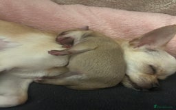 Chihuahua dogs for sale: Stunning smooth coat chihuahua puppies  - Image 17